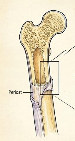 Fytaal Zeeland | Pijn aan je scheenbenen tijdens het sporten? Dit kan shin splints/MTSS zijn.